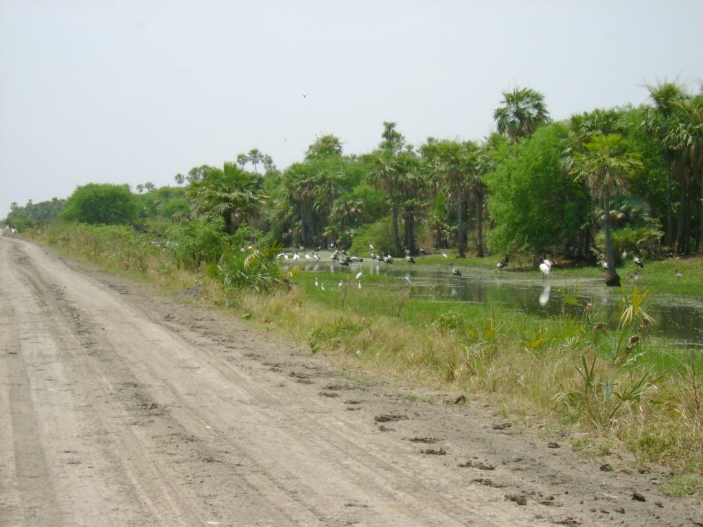 Los humedales pueden verse al costado del camino, pozos que se realizan para elevar el nivel de los caminos dejan pequeños cuerpos de agua que rápidamente son colonizados por vegetación que permite la existencia de una rica fauna.