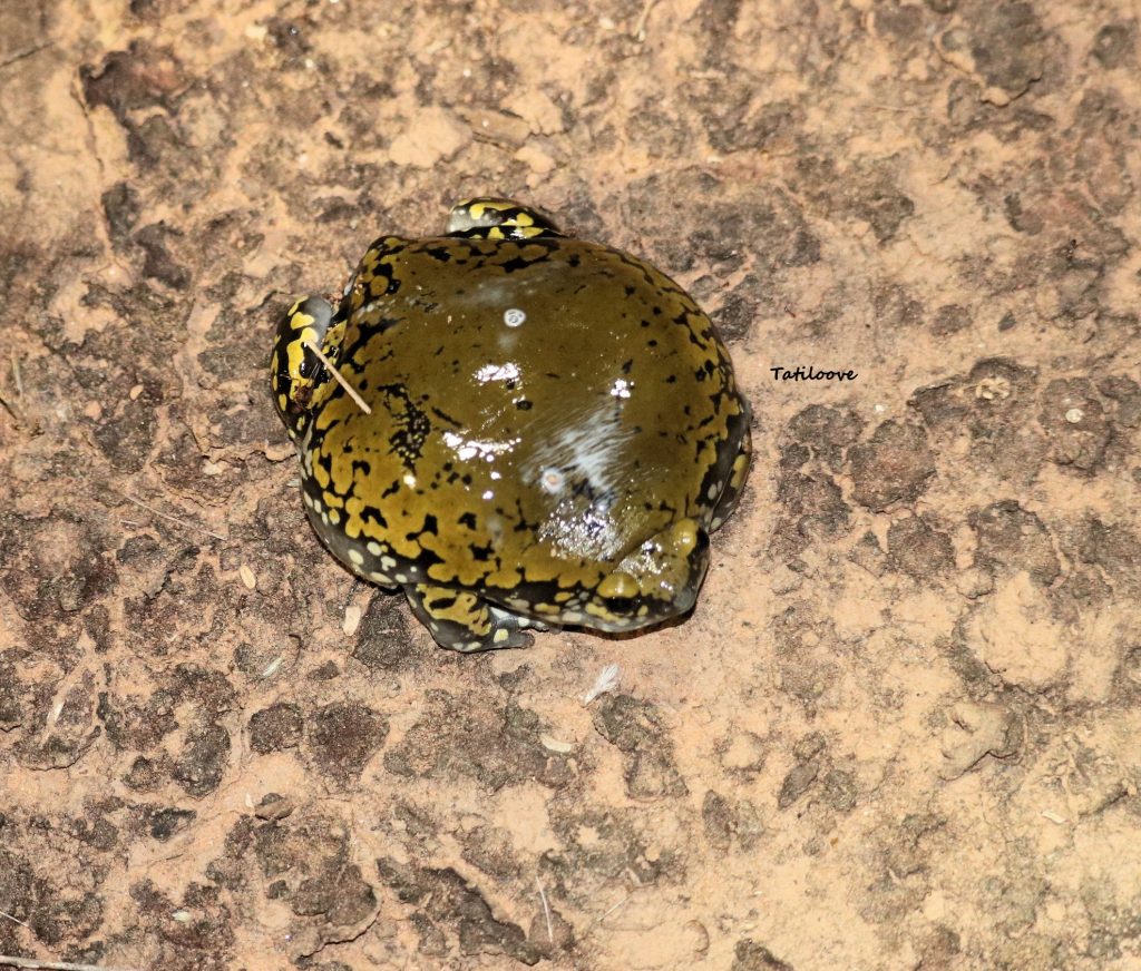 Dermatonotusmuelleri - Parque Nacional Tte. Enciso, Dpto. Boquerón. Especie que pasa gran parte del tiempo enterrado en hormigueros o termiteros, y aparecen luego de las lluvias. Tiene una coloración verde oliváceo en el dorso. 