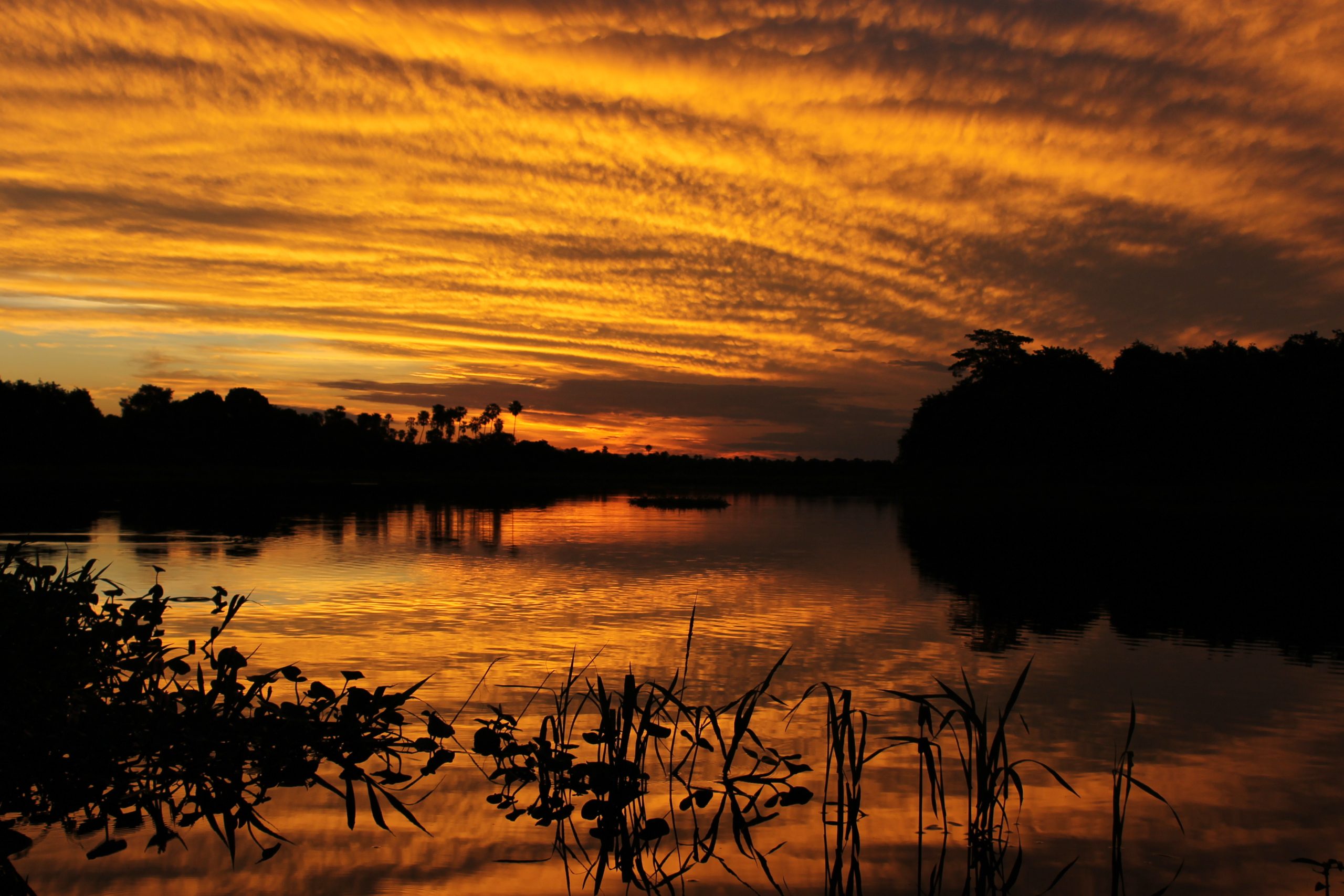 Los atardeceres en los humedales conjugan un clima más agradable para las interacciones entre las especies, muchas aves y anfibios, además de varios insectos aprovechan los momentos de baja intensidad lumínica para reproducirse