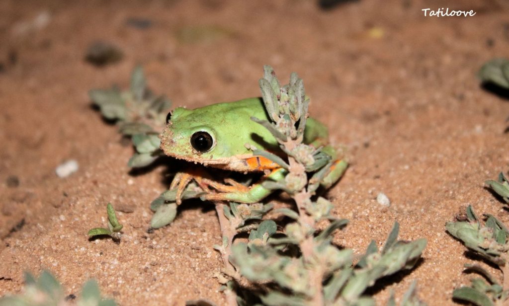 Pithecopusazureus - Parque Nacional Médanos del Chaco, Dpto. Boquerón. Conocida como rana monito, por ser arborícola. Se desplaza comúnmente caminando y no saltando.