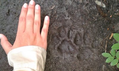 Puma (Puma concolor). Es el segundo felino más grande, y relativamente común, que ocurre en Paraguay, después del Jaguareté. Foto: Rebeca Irala