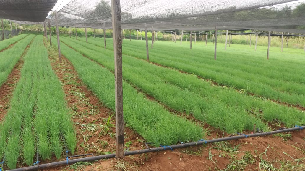 Déficit de lluvias es motivo de preocupación para los productores. (Foto Archivo- Gentileza)