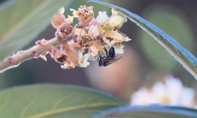 Abeja La Reina (Apis mellifera) - la abeja europea conocida como polinizadora por excelencia, no es una especie nativa y se considera la abeja con mayor distribución en el mundo. Foto: Tatiana Galluppi.