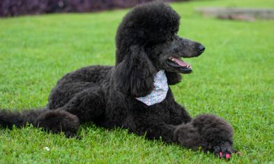 Caniche gigante, primer perro con Covid-19. Foto: El Mundo.