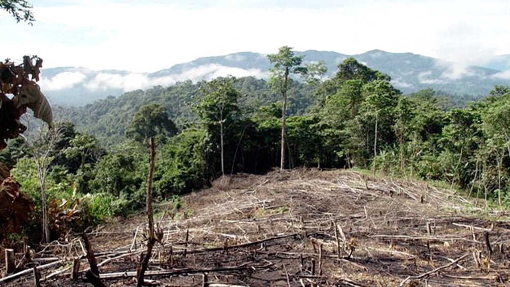 Deforestación. Foto: Télam.