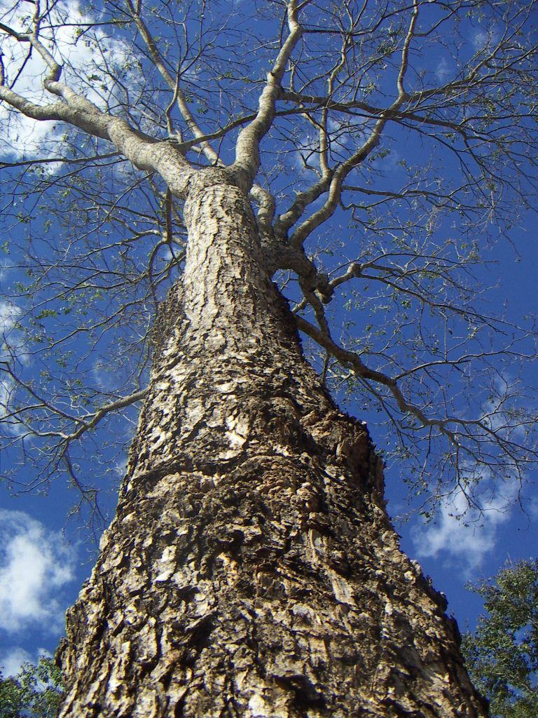 Astronium urundeuva o urunde'ymi: es árbol que tiene una madera pesada. Foto: Lidia Pérez de Molas.
