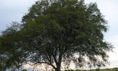 Libidibia paraguariensis o guayacán: es un árbol majestuoso y sus frutas se usan en ornamentación. Fotos: Lidia Pérez de Molas.