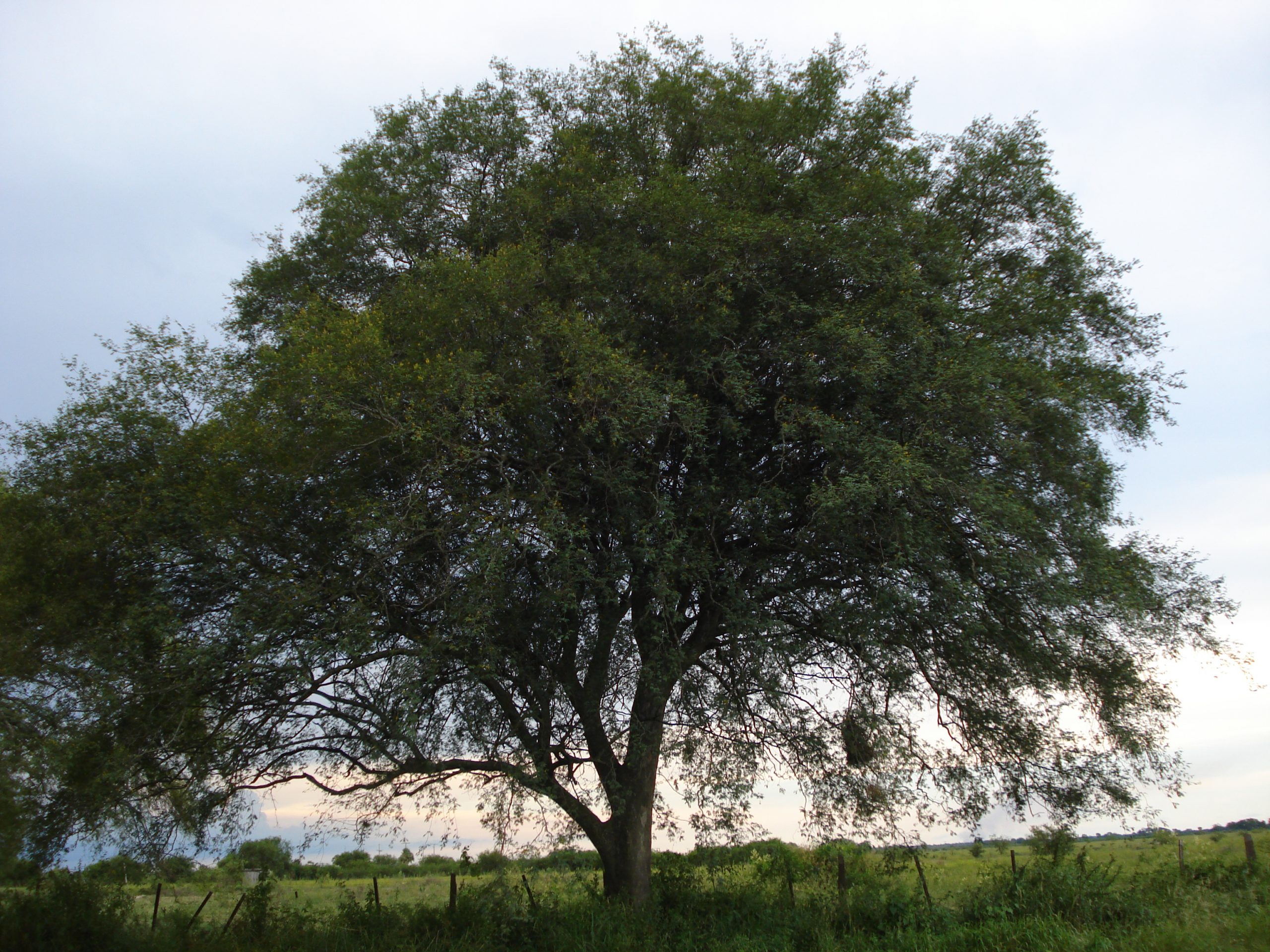Libidibia paraguariensis o guayacán: es un árbol majestuoso y sus frutas se usan en ornamentación. Fotos: Lidia Pérez de Molas.