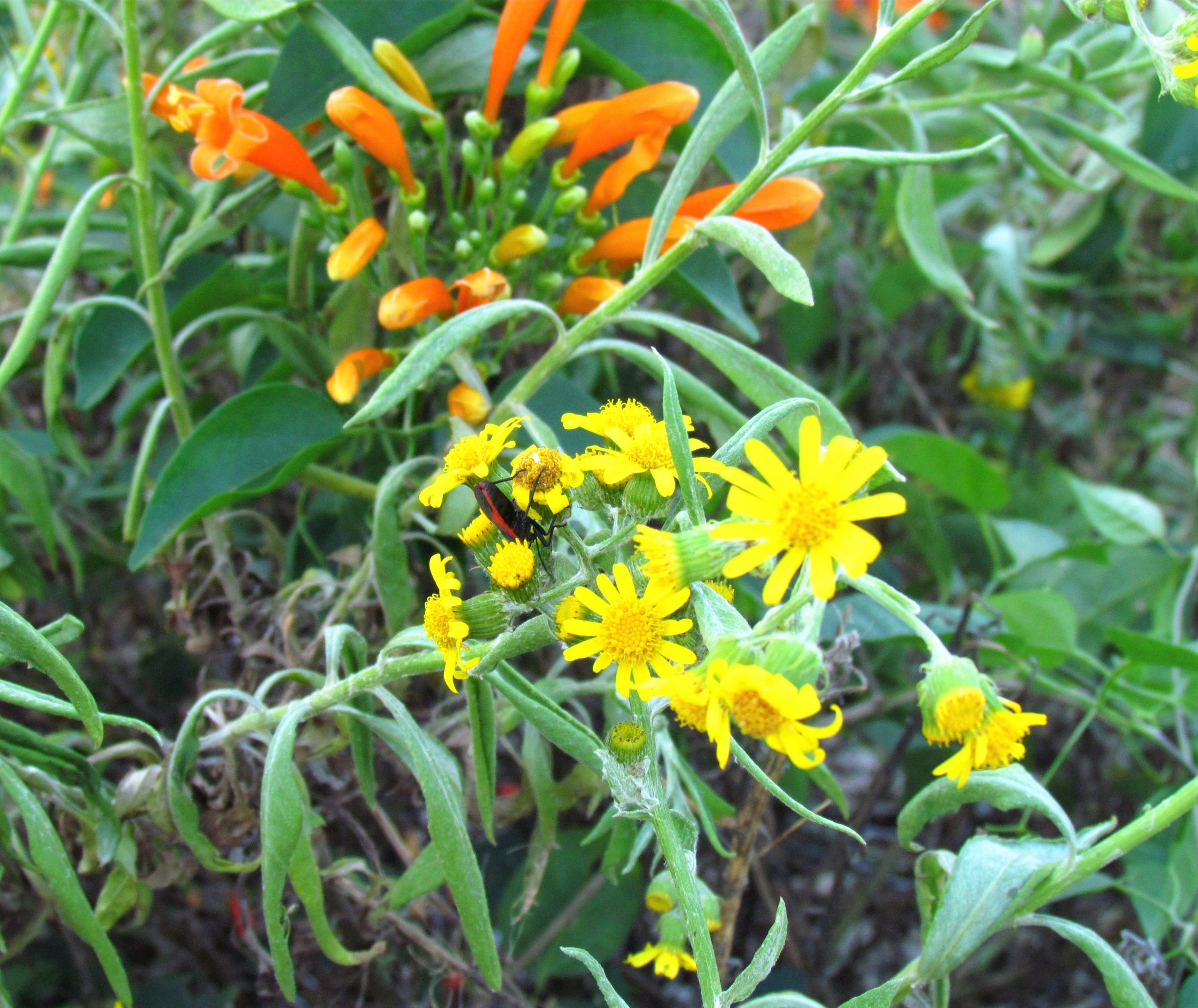 Agosto poty (Senecio grisebachii). De origen nativo. Su floración amarilla al final del invierno no pasa desapercibida en los campos naturales del país. Foto: Rebeca Irala.