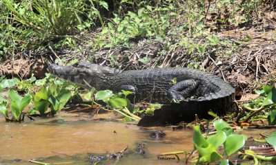 Tenemos tres especies de yacarés en Paraguay, el jakare hu o yacaré negro (Caiman yacare), el yacaré mariposa u overo (Caiman latirostris) y el jakare ita (Paleosuchus palpebrosus). Foto: Tatiana Gallupi.