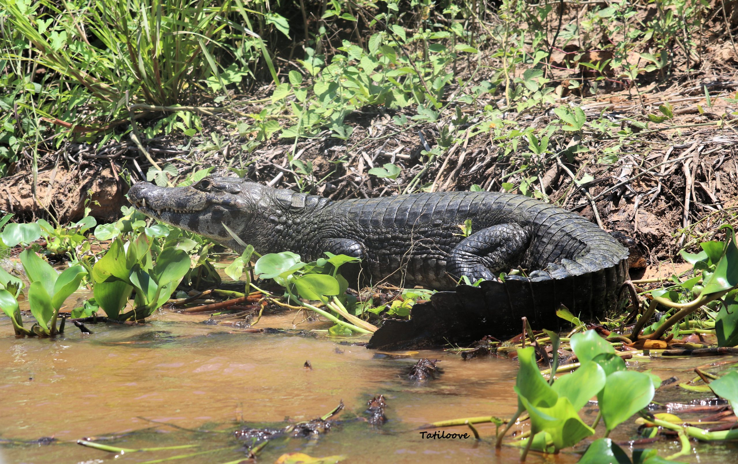 Tenemos tres especies de yacarés en Paraguay, el jakare hu o yacaré negro (Caiman yacare), el yacaré mariposa u overo (Caiman latirostris) y el jakare ita (Paleosuchus palpebrosus). Foto: Tatiana Gallupi.