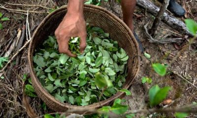 Cultivo de coca en Colombia. Foto: radionica.com