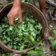 Cultivo de coca en Colombia. Foto: radionica.com