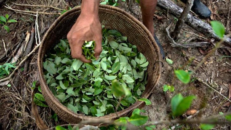 Cultivo de coca en Colombia. Foto: radionica.com