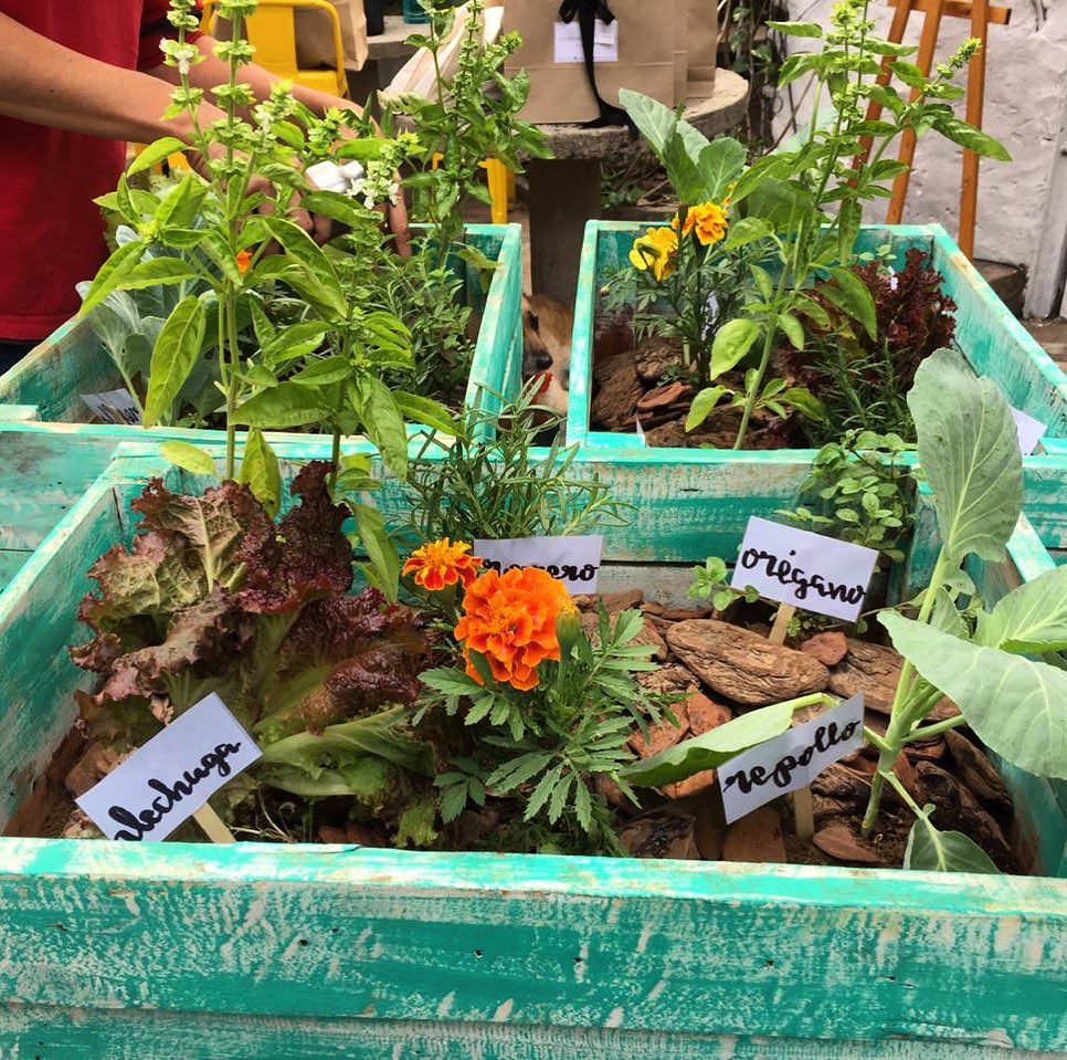 Caja-huerta para los más chicos o adornar de manera sustentable un balcón. Foto: Capuera.n