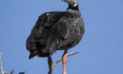 Chahâ o Chauna torquata es un ave de buen tamaño que no pasa desapercibida. Pertenece a la familia Anhimidae y se encuentra cerca de zonas húmedas. Foto: Edgar Romero.