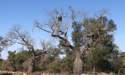 Este es el famoso samu’u o samohú, también conocido como palo borracho o palo botella, y que muchos que no lo conocen lo asocian con el enigmático baobab de Madagascar. Fotos: Alberto Yanosky.