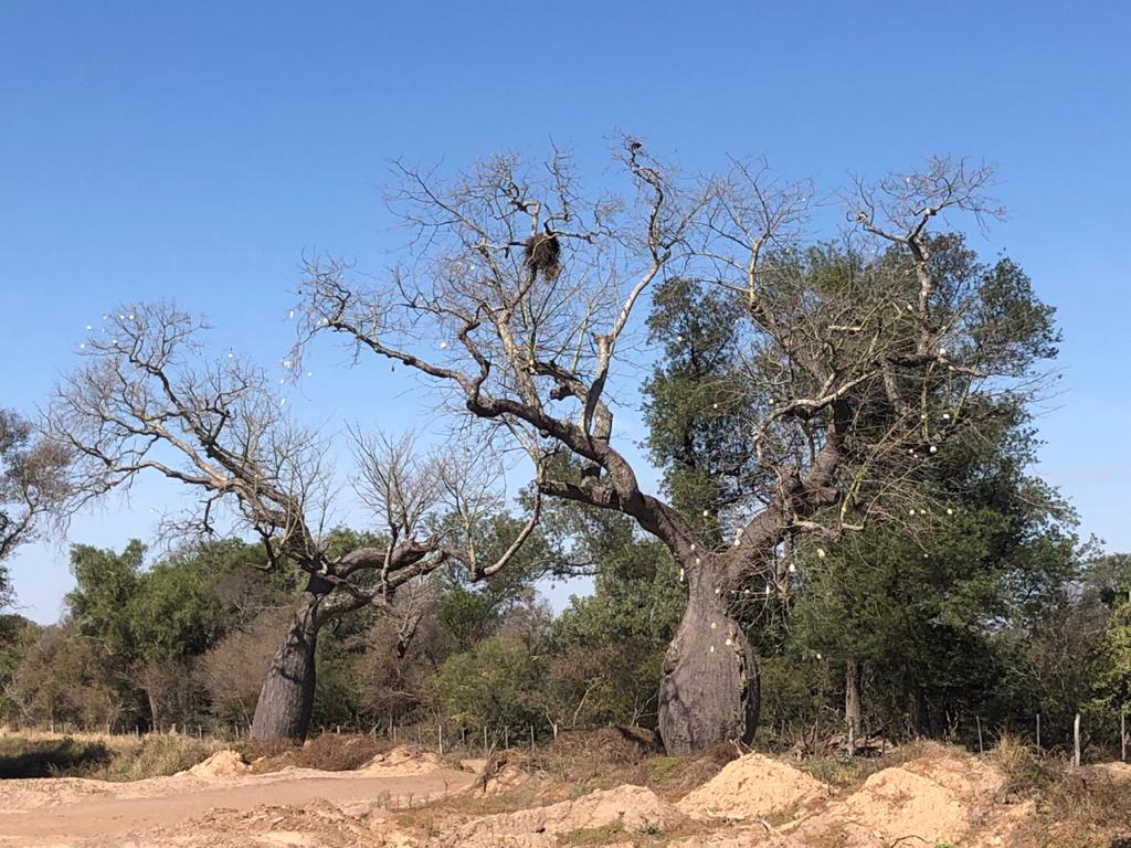 Este es el famoso samu’u o samohú, también conocido como palo borracho o palo botella, y que muchos que no lo conocen lo asocian con el enigmático baobab de Madagascar. Fotos: Alberto Yanosky.