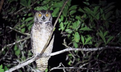 Ñacurutu (Bubo virginianus) - los búhos son reconocidos como aves que representan el conocimiento sagrado y son muy vinculados a la noche, la luna y las sombras. Foto: Tatiana Galluppi Selich.