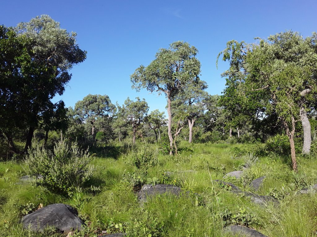 Sabanas arboladas con intrusiones rocosas del Cerrado en el Parque Nacional Serranía San Luis. Foto pof Rebeca Irala Melgarejo