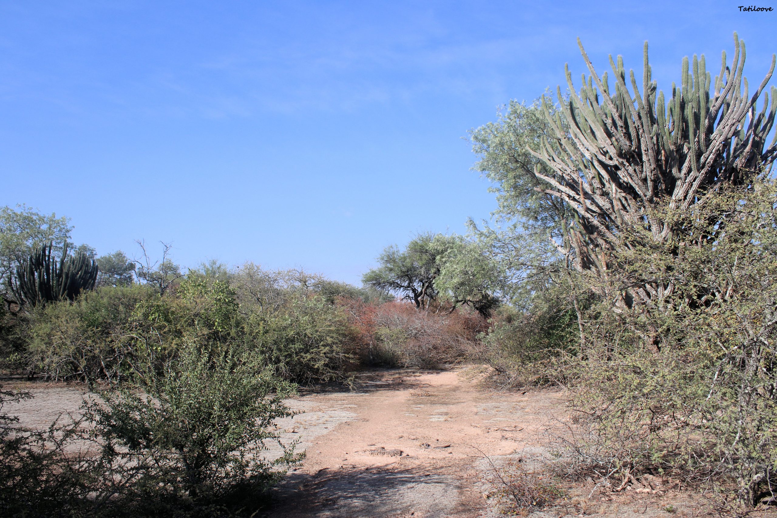 Los bosques secos o Chaco Seco de la regi n occidental nuestros