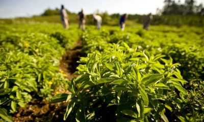 Plantación de stevia. Mientras Paraguay se empantana, otros países sacan ventaja del edulcorante. Foto: Gentileza.