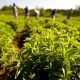 Plantación de stevia. Mientras Paraguay se empantana, otros países sacan ventaja del edulcorante. Foto: Gentileza.