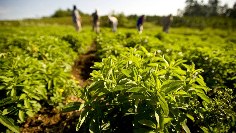 Plantación de stevia. Mientras Paraguay se empantana, otros países sacan ventaja del edulcorante. Foto: Gentileza.