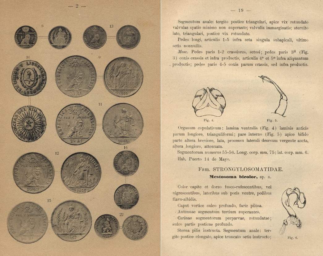 RIP, ilustraciones. Artículo de Manuel Peña sobre numismática y otro de Guido Boggiani sobre coleópteros de Paraguay. Colección Vera-Scuderi. Cortesía