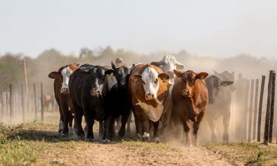 La feria ganadera se realizará en la Asociación Rural del Paraguay. (Foto Altohondo)