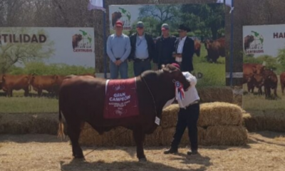 El Gran Campeón de la Expo Nacional correspondió al lote 35 de Cabaña Chaco Pora SRL, el RP 263 que fue Campeón Intermedio con 698 kilos. Foto: Alberto Oviedo/Valor Agro.