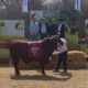 El Gran Campeón de la Expo Nacional correspondió al lote 35 de Cabaña Chaco Pora SRL, el RP 263 que fue Campeón Intermedio con 698 kilos. Foto: Alberto Oviedo/Valor Agro.