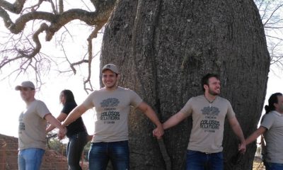 Elegirán al árbol más grande del Chaco. (Foto A Todo Pulmón).