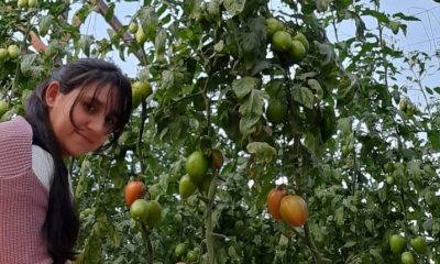 María oré. productora de tomate. Foto: CAH