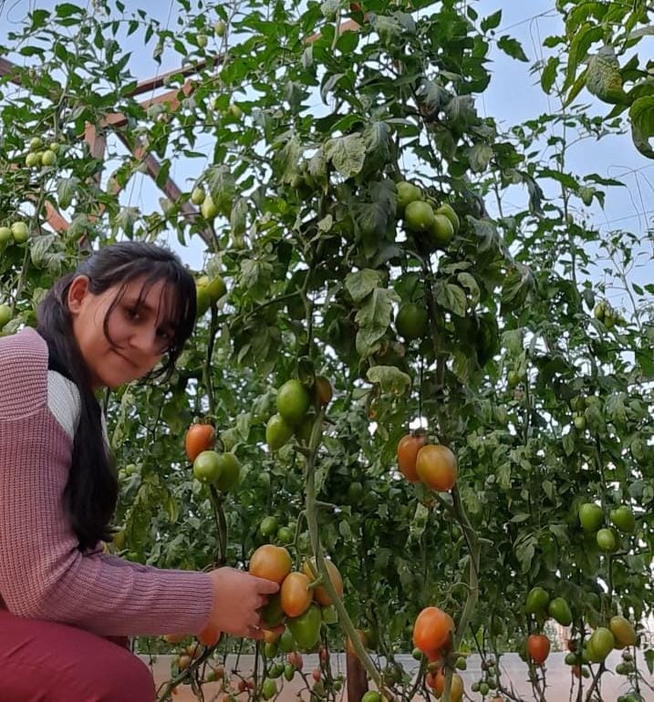 María oré. productora de tomate. Foto: CAH