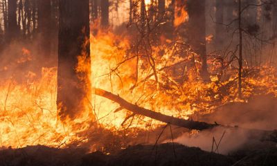 Incendio forestal. Imagen Ilustrativa. Fuente: Web.