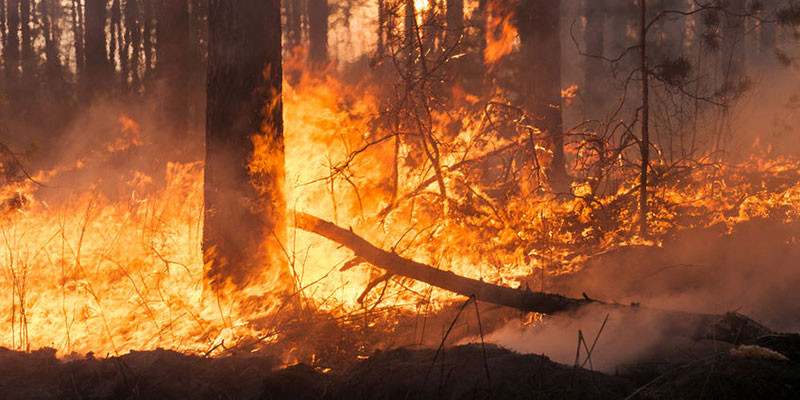 Incendio forestal. Imagen Ilustrativa. Fuente: Web.