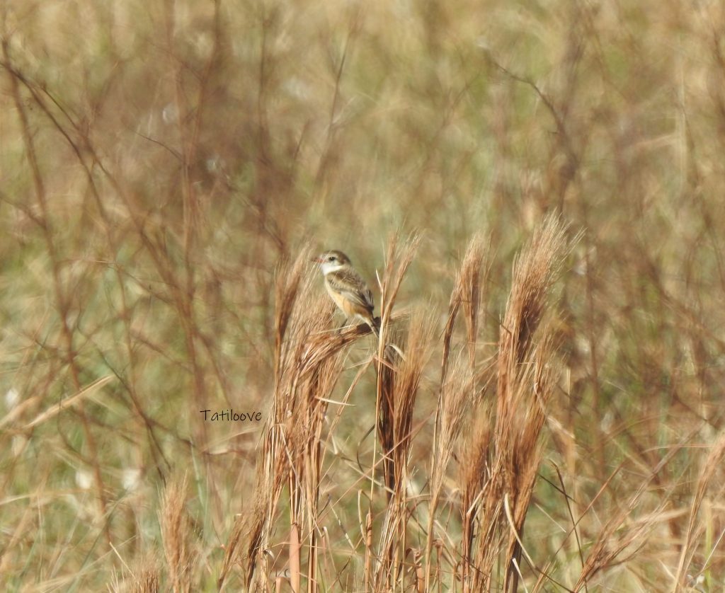 Yetapa de collar - Alectrurus risora