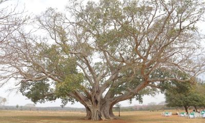 El árbol más grande del Paraguay Guapo'y, ubicado en Paso Barreto - Concepción. Foto: Gentileza.