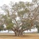 El árbol más grande del Paraguay Guapo'y, ubicado en Paso Barreto - Concepción. Foto: Gentileza.