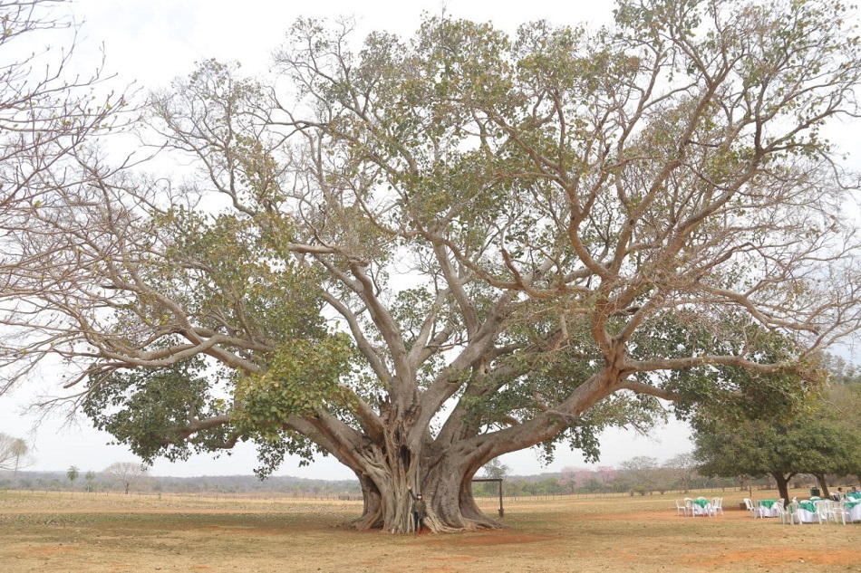 El árbol más grande del Paraguay Guapo'y, ubicado en Paso Barreto - Concepción. Foto: Gentileza.