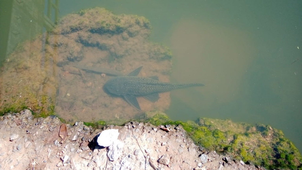 Un pez en el lago. (Foto Gentileza).