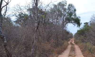 Camino ilegal abierto en zona de protección absoluta del Parque Nacional Defensores del Chaco. Foto: Gentileza.