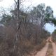 Camino ilegal abierto en zona de protección absoluta del Parque Nacional Defensores del Chaco. Foto: Gentileza.