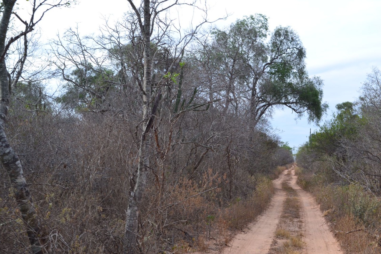 Camino ilegal abierto en zona de protección absoluta del Parque Nacional Defensores del Chaco. Foto: Gentileza.