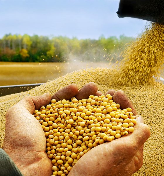 La producción de soja se ve muy afectada. Foto: Capeco