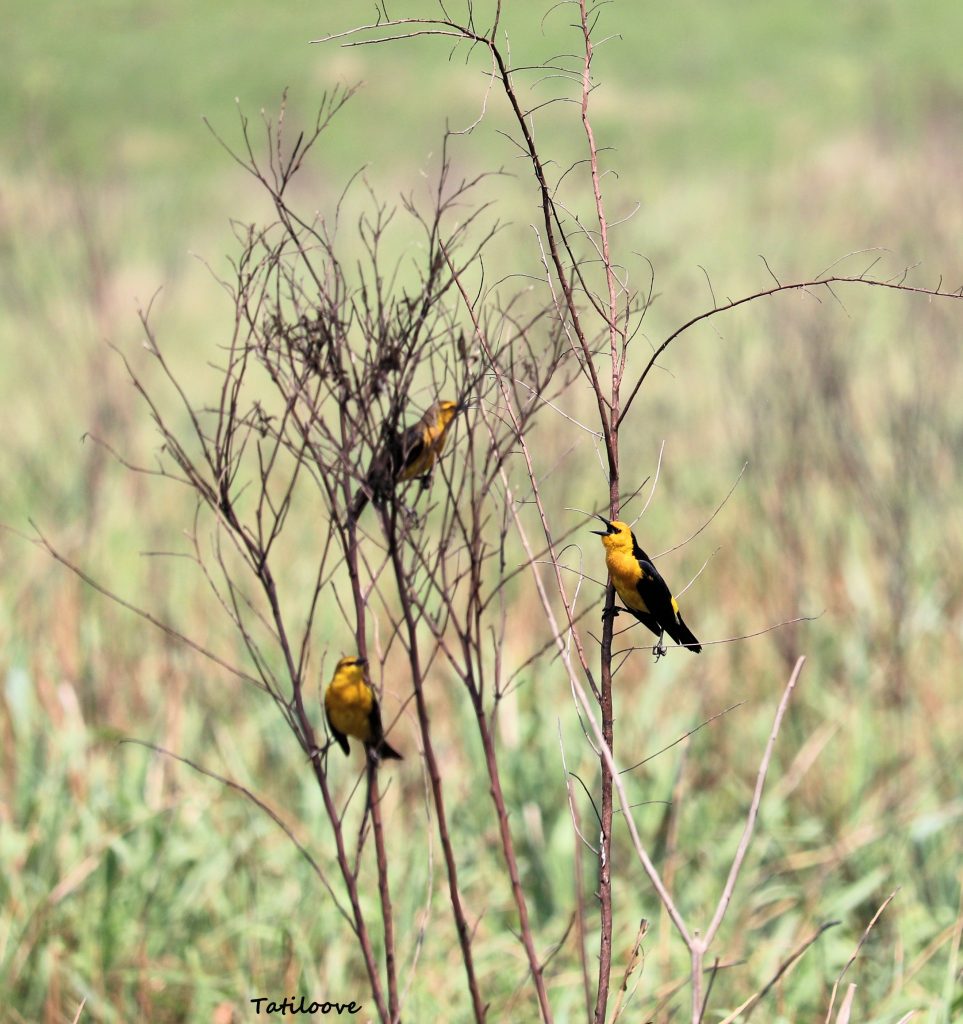 Chopi sa'yju - Tordo amarillo - Xanthopsar flavus