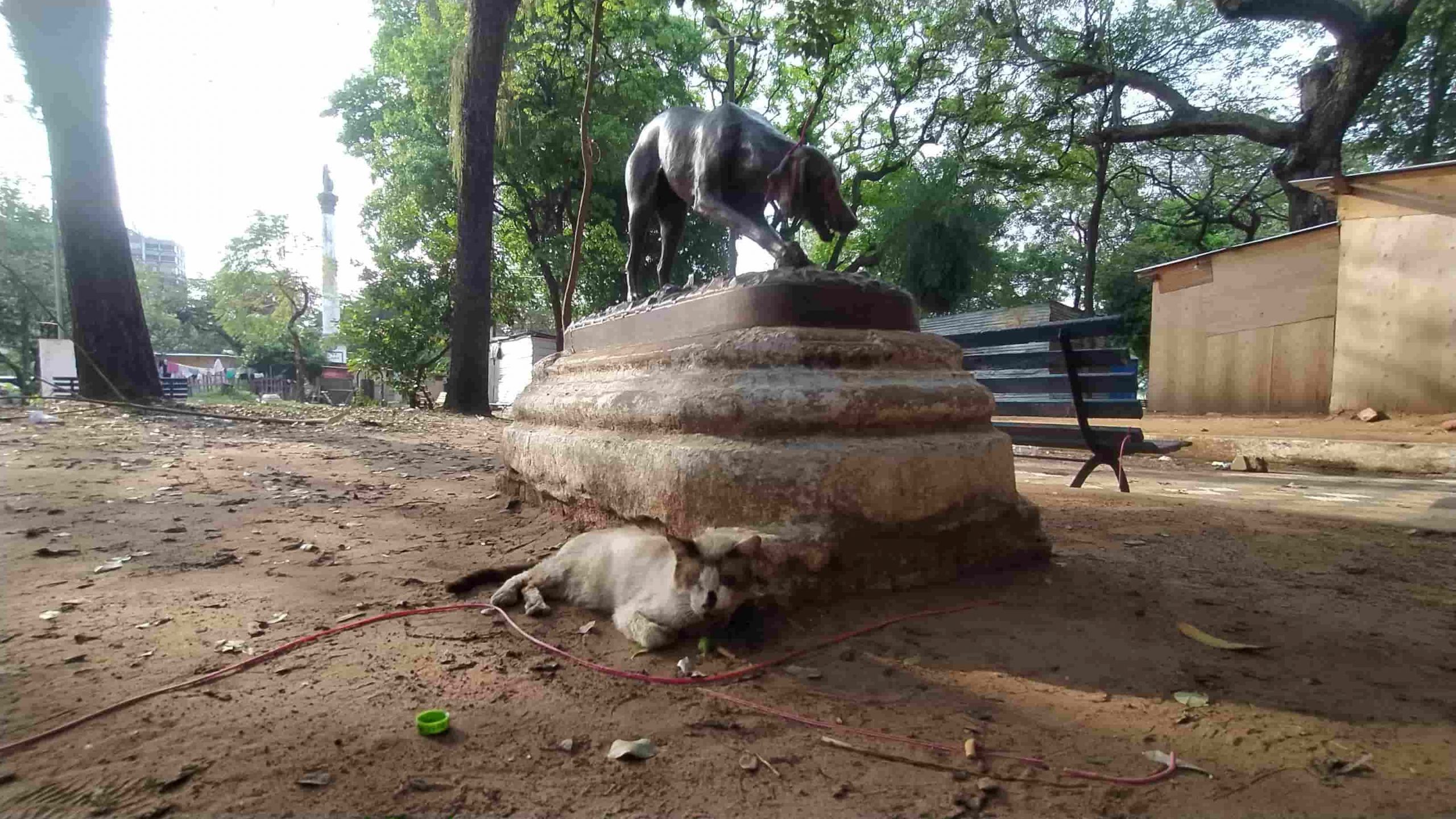 Plaza Independencia, Perro © Carlos Zárate, 2021