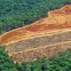 El estudio tiene en cuenta, por primera vez, las emisiones causadas por la deforestación, no solo la quema de combustibles fósiles. Foto: Getty.