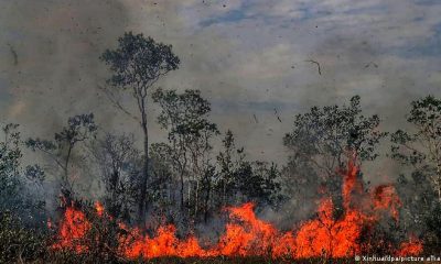 Incendios en la Amazonía. Foto: Picture Aliance.